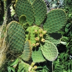 Opuntia lubrica, San Luis Potosi, MX