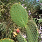 Opuntia lubrica, Rio Grande Botanical Garden, Albuquerque, NM