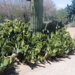 Opuntia lubrica, Wallace Desert Gardens, Scottsdale, AZ