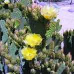 Opuntia lubrica, Wallace Desert Gardens, Scottsdale, AZ