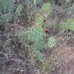Opuntia mackensenii, Palo Duro Canyon, TX