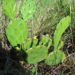 Opuntia macrarthra, SC