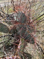 Opuntia macrocentra, Van Horn, TX, Carlos Cervantes