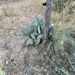 Opuntia macrocentra, Dell City, TX, Dee Agave