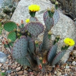 Opuntia macrocentra, Rio Grande Botanical Gardens, Albuquerque, NM