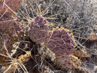Opuntia macrorhiza, El Paso area, MX, Carlos Cervantes