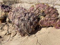 Opuntia macrorhiza, El Paso area, MX, Carlos Cervantes