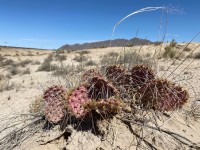 Opuntia macrorhiza, El Paso area, MX, Carlos Cervantes