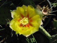Opuntia macrorhiza,  Wicket, TX