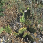 Opuntia macrorhiza "stenochila," Durango, CO