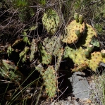 Opuntia macrorhiza, Lincoln National Forest, Michelle Cloud-Hughes