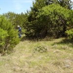 Opuntia macrorhiza, near Austin, TX