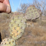 Opuntia macrorhiza, Albuquerque, NM