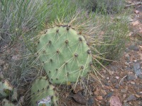 Opuntia martiniana, greater area, north end of Hualapai Mts, AZ