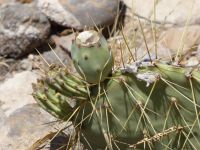 Opuntia martiniana, green fruit, Nancy Hussey