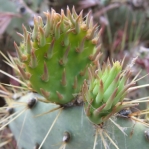 Opuntia martiniana, greater area, north end of Hualapai Mts, AZ