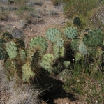 Opuntia martiniana, greater area, north end of Hualapai Mts, AZ