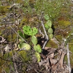 Opuntia mesacantha-like, Little River Canyon National Preserve, AL, Hayes Jackson
