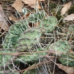 Opuntia mesacantha, Rockdale County, GA, Paul Adanick