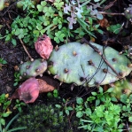 Opuntia mesacantha,Stone Mt, GA, Paul Adanick