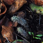 Opuntia mesacantha,Stone Mt, GA, Paul Adanick