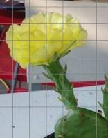 Opuntia lata flower, Paul Adanick