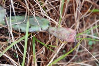 Opuntia lata, Georgia, Paul Adanick
