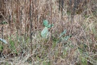 Opuntia lata, Georgia, Paul Adanick