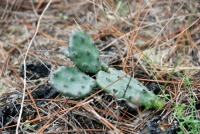 Opuntia lata, Georgia, Paul Adanick