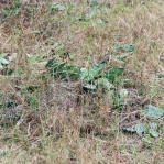 Opuntia mesacantha lata, Georgia, Paul Adanick