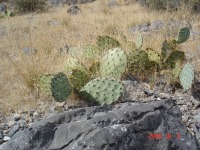 Opuntia mojavensis, 4500 ft, Mt. Pososi, NV