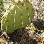 Opuntia mojavensis, Mt. Potosi, near Las Vegas, NV