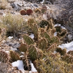 Opuntia mojavensis, winter, NV