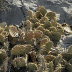 Opuntia mojavensis, Feb, Mt. Potosi