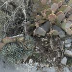Opuntia mojavensis, and Agave in winter, Mt. Potosi