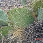 Opuntia mojavensis, Mt. Potosi, near Las Vegas, NV