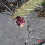 Opuntia mojavensis, fruit, Mt. Pososi, NV