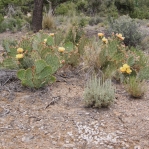 Opuntia mojavensis in flower, Mt. Potosi, NV