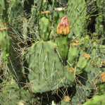 Opuntia mojavensis, near Soda Lake, CA