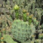 Opuntia mojavensis, with Cylindropuntia  near Soda Lake, CA