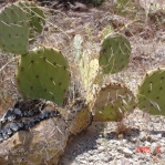 Opuntia mojavensis, Red Rock Canyon National Conservation Area, NV