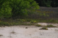 Opuntia nemoralis, in habitat, near Longview, TX, Sonnia Hill