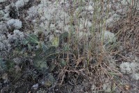 Opuntia nemoralis, Hot Springs County, AK, Sonnia Hill