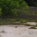 Opuntia nemoralis, in habitat, near Longview, TX, Sonnia Hill
