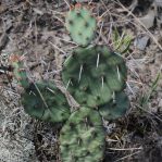 Opuntia nemoralis, Hot Springs County, AK, Sonnia Hill