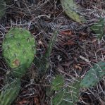 Opuntia nemoralis, Hot Springs County, AK, Sonnia Hill