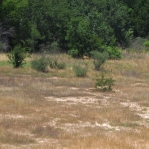 Opuntia nemoralis habitat, Sonnia Hill