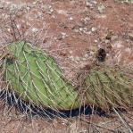 Opuntia nicholii, near Marble Canyon Bridge, AZ