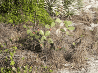 Opuntia nitens in habitat