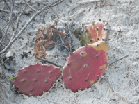 Opuntia nitens